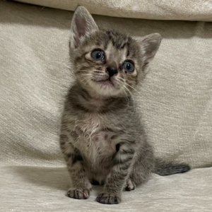 Episode 3. 关于我绑架小猫咪的经历,与养猫之后的收获