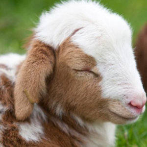 不失眠电台 Vol.40|回忆一些逝去的声音