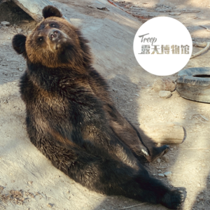 Vol.34 动物园 | 在中国做一只野生动物为什么这么难？