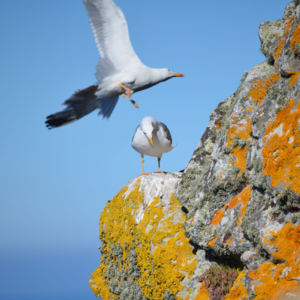 S1E4-吾乡马德里-华侨Wendy，诗意地活在当下