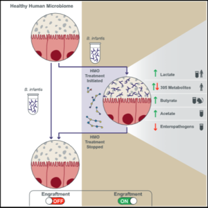 EP3: 共生元实现双歧杆菌的可逆移植