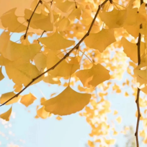 【邂逅时节-秋分】无论这个秋天有多难，总还有桂花和银杏树呀！