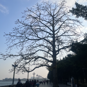 一颗不会说话的大树✨✨