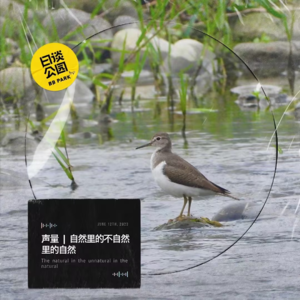 声量 | 自然里的不自然里的自然