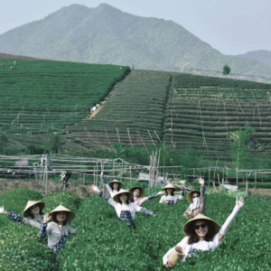 今晚喝下整座茶山！