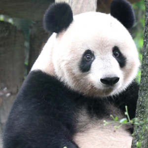 睡前故事六：香香公主—淡颜系美熊