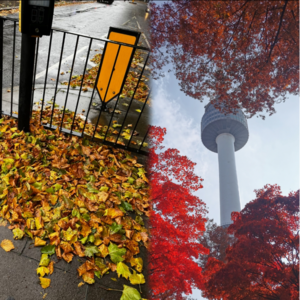 No.30 金秋时节：外婆家的柿子树和踏着落叶的异乡人