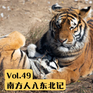 Vol.49 精神东北人自驾5500公里回家，竟然没去搓澡？