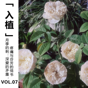 Vol.07【入植】月季的刺：深爱的矛盾，疼痛与芬芳的情书