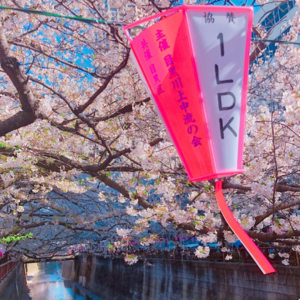 g.樱花满天 泛舟湖上
