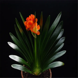 No.02-2 郁金香未死，泡沫的复燃