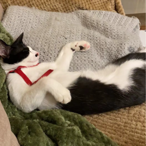 Vol.07 养猫养出的自我不确定