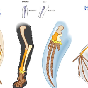 插播|《人类学通论》-生态人类学|理论7：群体生态学