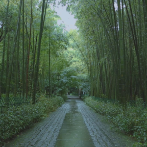 【白噪音】杭州云栖竹径的雨