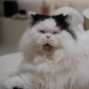 098. 我 独自生活（下）那些墙裂推荐的生活好物分享