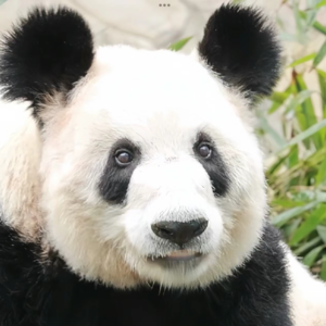 睡前故事七：丫丫—恢复健康的大胖丫一枚