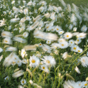 春分时节 听浪漫男声欲语还休消磨好春光