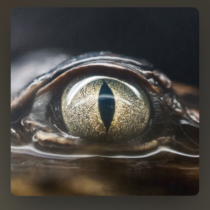 渣男之歌：Glimpse of us解析，为何我们会跟不爱的人在一起