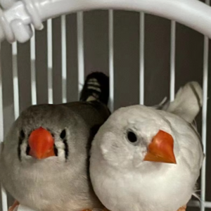 EP06｜聊聊宠物沟通：拜托你，请教会我爱！