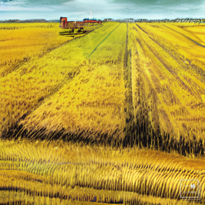 【Solo 02】基本功、定义泛化、AI 画图