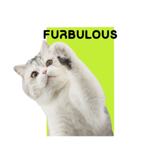 33. 和世界人民一起做一款智能猫厕所