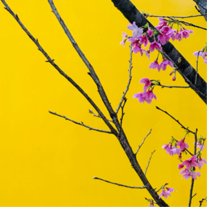 寥聊 #080 闭门造车