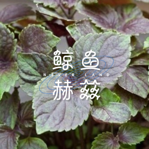 Vol.203 东方香草，各有所爱