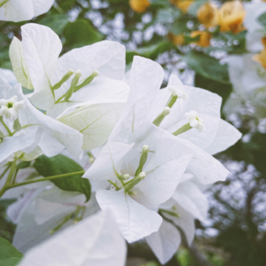 #EP 16 QE Channel 3♀3♀3