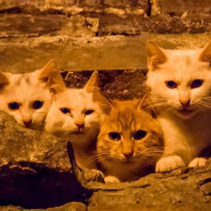 谈谈“京”和“都”