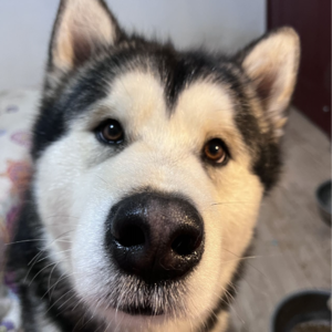 No.84 一个文艺女青年的动物缘