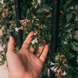 The First Jasmines 泰戈尔诗集34 第一株茉莉