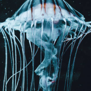 鬼台第388期：夸克