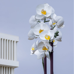 卡塔尔装置艺术