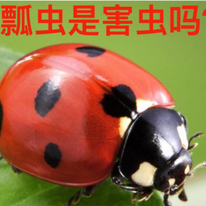 VOL.04 男人最后都会变成瓢虫吗？