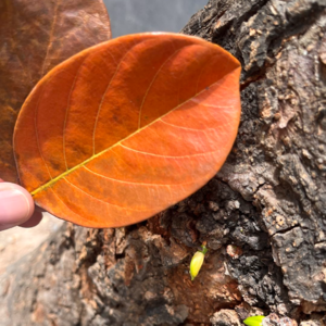 038 /回到自然一小会,也好 02