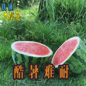 Vol029.日常闲聊∣这么热的天,你怎么过