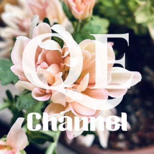 #EP 27 QE Channel 开场就是庆典