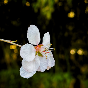S5E13: 分枪起跑如何安排时间?气压按摩器要不要买?以及更多赛事、装备分享