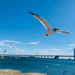 Vol-022 一直游到海水变蓝