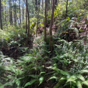 85. 在大理安家，过日常生活