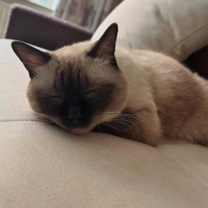 ep11. 食音/独白助眠asmr | 蓝莓 酸奶 气泡水 水煮蛋 涂口红 触碰音 聊天低语