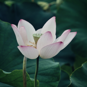 【创伤疗愈冥想】解锁心灵创伤 增强自我调节能力 安神助眠