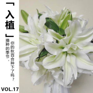 Vol.17【入植】播种的季节，你的秋百合种下了吗？