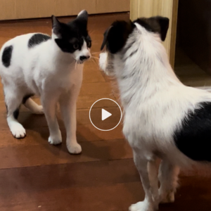 “猫+我=汤姆+杰瑞” “狗+我=颂钵+钵棒”