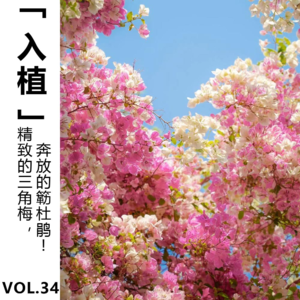 Vol.34【入植】精致的三角梅，奔放的簕杜鹃