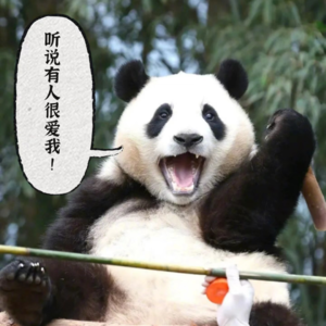 Vol.40 乐子人追熊猫 能有多快乐！