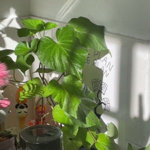 ep2. 你与自然有怎样的连结?|我种的植物在守护我