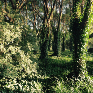 EP51｜秋日诗话，顾城，现代诗和中文的废墟