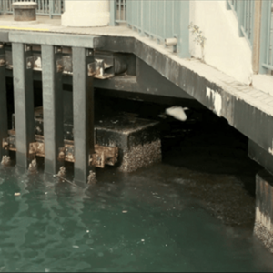 野鱼志 026 with 碎瓜