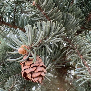 vol.9 ASMR-玩儿火 点燃雪松 净化